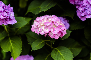 Fototapeta premium Hydrangeas in the morning