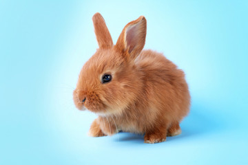 Cute funny rabbit on color background