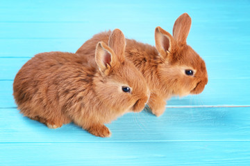 Cute funny rabbits on color wooden background