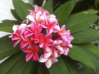 plumeria