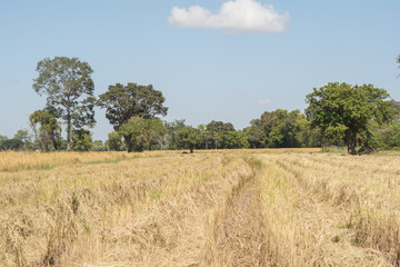 Obraz premium Straw in rice