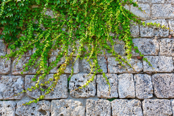 vine clad old stone wall