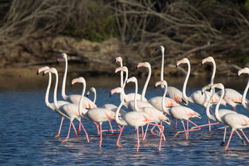 Flamingos stand together in shallow water