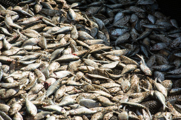 many  fresh fish background