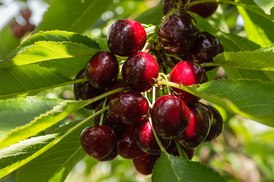 closeup of dark red cherries on cherry tree