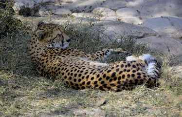 Sleeping Cheetah/ Cheetah laying in grass relaxing in the shade