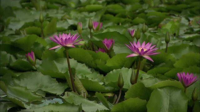 Nelumbo nucifera. A copule of loto flower