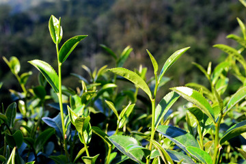 Green tea bud and fresh leaves.