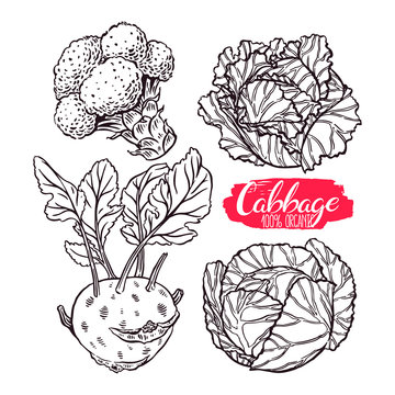 set of sketch different cabbages