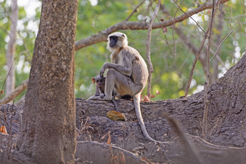 Mother and Baby Langur in a tree