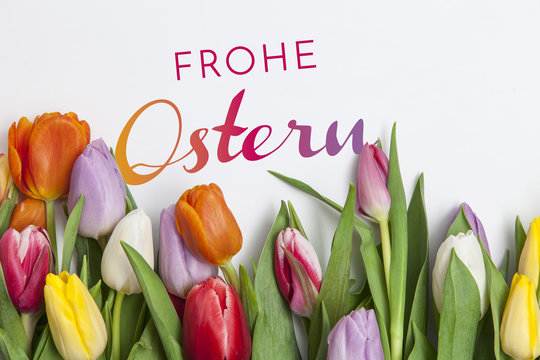 Frische Tulpen auf wei&szlig;em Hintergrund
