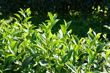 Fototapeta premium Green tea bud and fresh leaves.