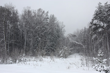 Forest during a snowfall./During a snowfall on trees in wood the snow layer lays down. Trees bend under snow.