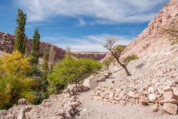 Jerez Oasis, Atacama Region, Chile.