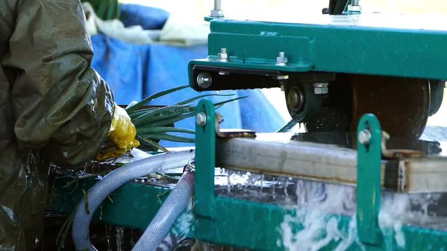 Machine wash spring onions for sale.