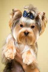 Small dog. Beautiful Yorkshire terrier. York