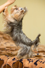 Small dog. Beautiful Yorkshire terrier. York