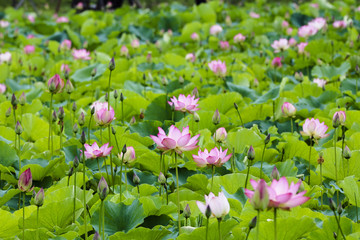 This beautiful waterlily show his face