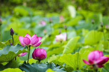 This beautiful waterlily show his face