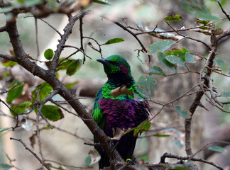 Emerald Starling/Close up of colorful Emerald Starling perched in a tree