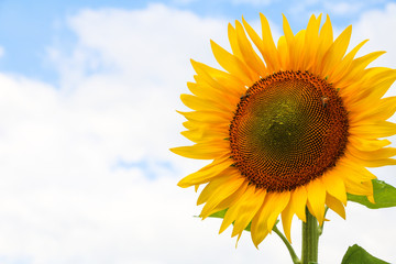 Obraz premium Sunflower looking at the bright sun