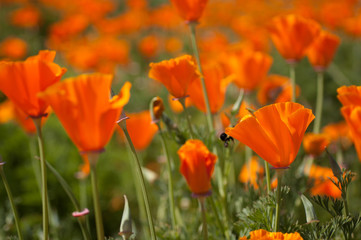 California poppies in field