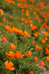 California poppies in field