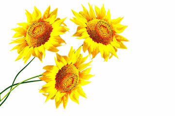 Fototapeta premium colorful sunflower isolated on a white background