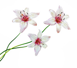 Fototapeta na wymiar Flower lily isolated on white background. summer