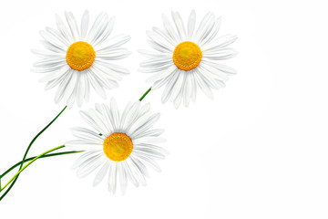 daisies summer flower isolated on white background.