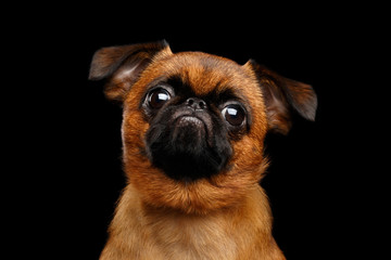 Close-up headshot of unhappy petit brabanson dog sadly looking in camera on isolated black background, front view