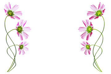 daisies summer flower isolated on white background.