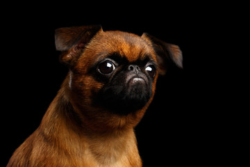 Close-up headshot of unhappy petit brabanson dog sadly looks on isolated black background, profile view