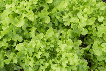 Texture of Green fresh Lettuce Salad