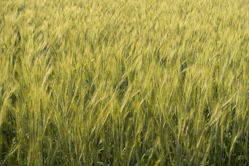 Barley rice field texture