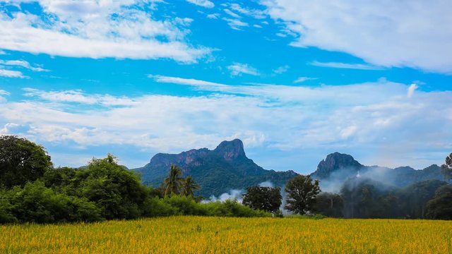 4k Time-lapse of Sunhemp or Crotalaria juncea flower field with Khao Jeen Lae mountain background, Lopburi, Thailand