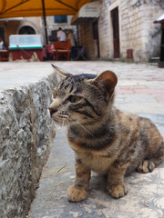 Small cat think hisself is a lion,Try to hunting pigeon in Kotor old city,Montenegro