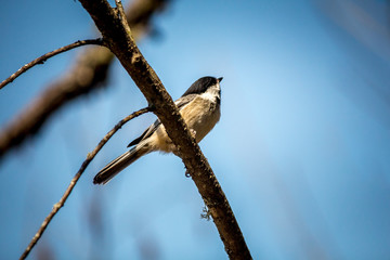 M&eacute;sange &agrave; t&ecirc;te noire sur une branche au printemps