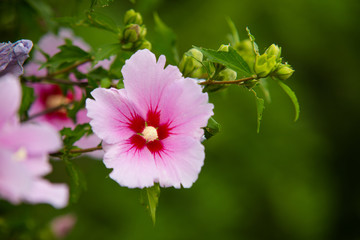 아름다운 무궁화꽃