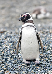 Naklejka premium The Magellanic Penguin