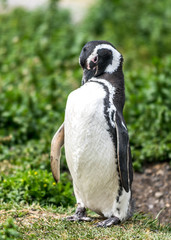 The Magellanic Penguin
