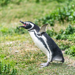 Fototapeta premium The Magellanic Penguin