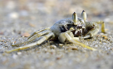 Sea crab on the sea shore