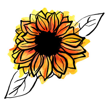 Freehand vector and watercolor drawing of yellow sunflower