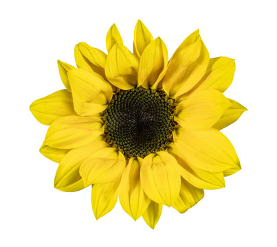 Shiny yellow sunflower, isolated on white
