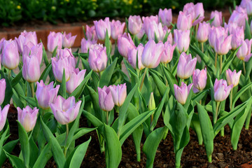 PinkTulip