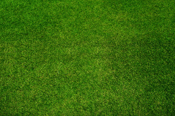 Fototapeta na wymiar Green grass texture background, top view