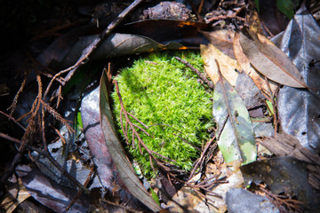 Green moss in forest