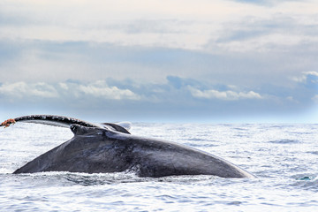 Fototapeta premium Pair Of Humpback Whales Near Cabo San Lucas