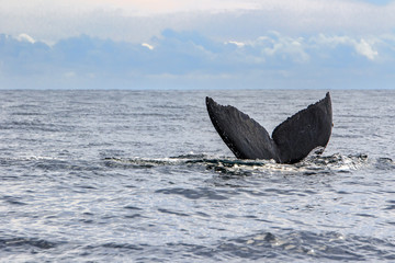 Humpback Whale Tail On Cloudy Sea Of Cortez
